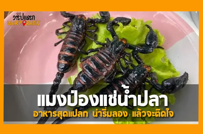 เปิบพิสดาร แมงป่องแช่น้ำปลา อาหารสุดแปลก น่าริ่มลอง แล้วจะติดใจ