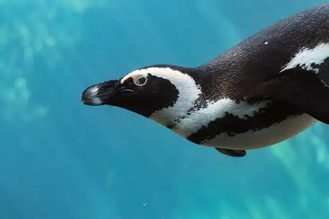 เพนกวินในโซน Penguin Ice Playground