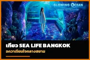 ภาพปกเที่ยว SEA LIFE Bangkok Ocean World 2026